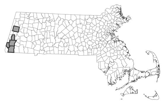 Map showing the distribution of this species in Massachusetts