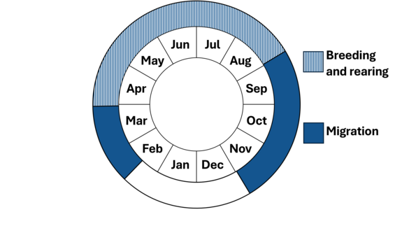 Graphic representation of life cycle, also described in text. 
