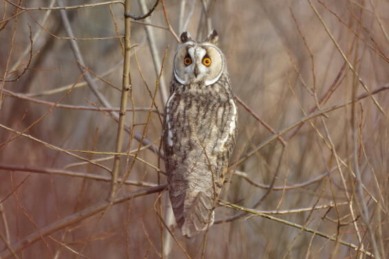 Long-eared owl