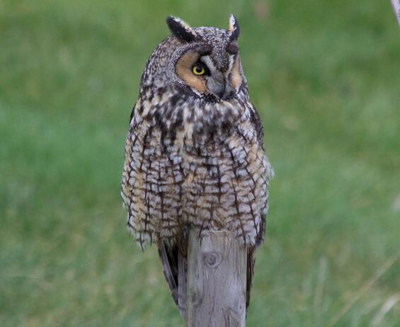 Long-eared owl