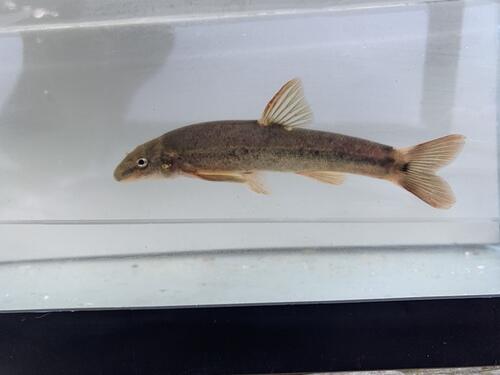 Longnose dace
