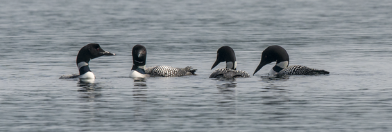 Common Loon