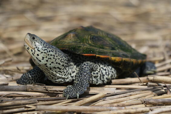 Northern Diamond-backed terrapin