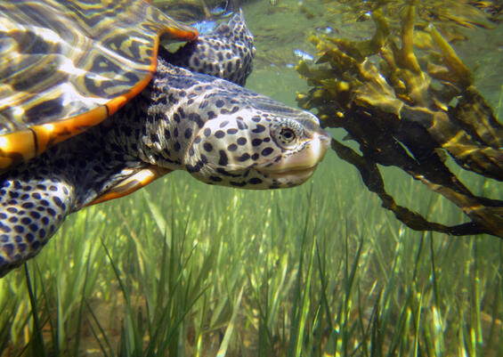 Diamondback terrapin