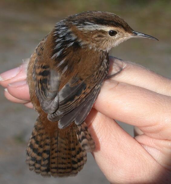 Marsh Wren