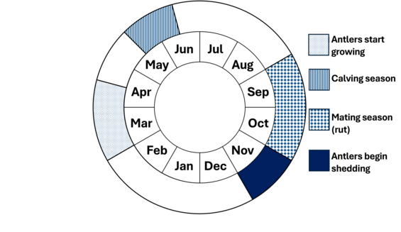 Graphic representation of life cycle, also described in text.