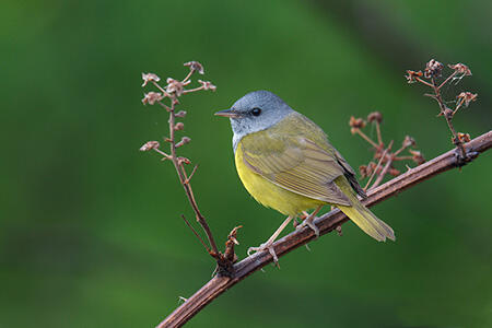 Mourning Warbler