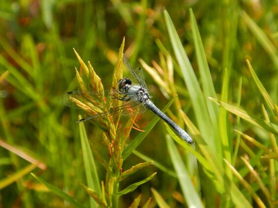 Male elfin skimmer