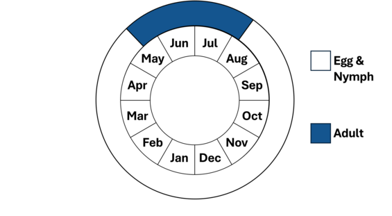 Graphic representation of life cycle, also described in text.
