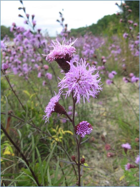 new england blazing star