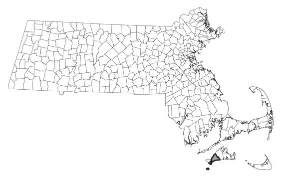 Map showing the distribution of this species in Massachusetts.