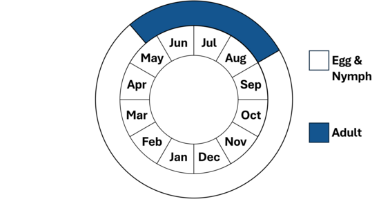 Graphic representation of life cycle, also described in text.