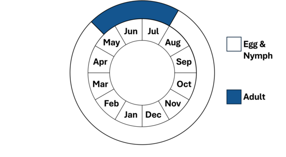 Graphic representation of life cycle, also described in text.