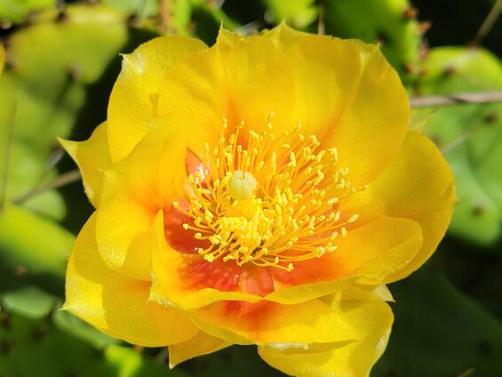Opuntia cespitosa flower