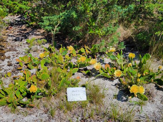 Opuntia cespitosa