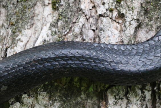 Eastern ratsnake