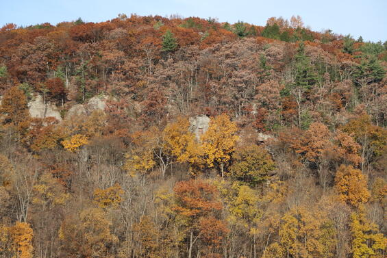 Historic ratsnake habitat in Massachusetts.