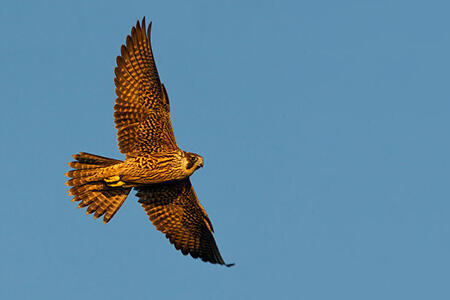 Peregrine falcon