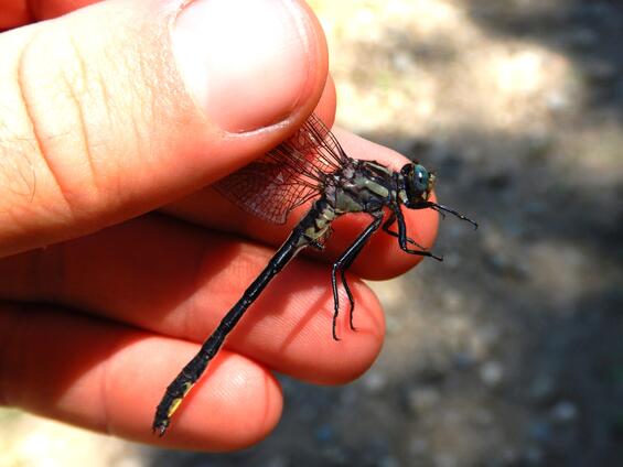Harpoon clubtail