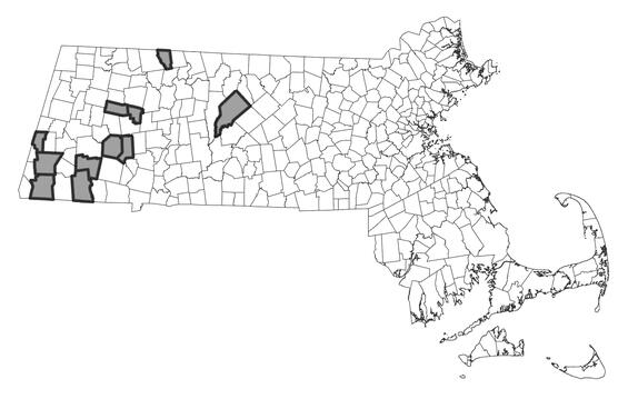 Map showing the distribution of this species in Massachusetts.
