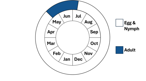 Graphic representation of life cycle, also described in text.