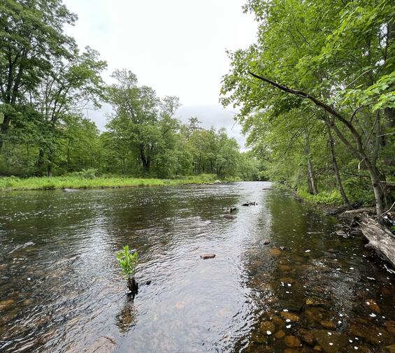 Medium-sized stream habitat for rapids clubtail.