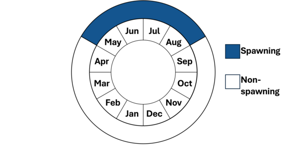 Graphic representation of life cycle, also described in text.