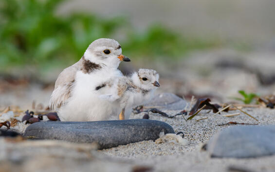 Piping plover