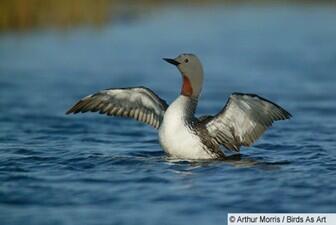 red-throated loon