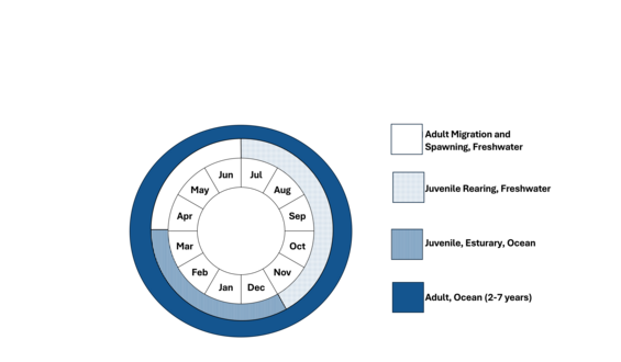 Alewife phenology wheel