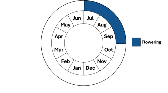 Graphic representation of life cycle, also described in text. 