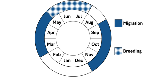 Graphic representation of life cycle, also described in text.