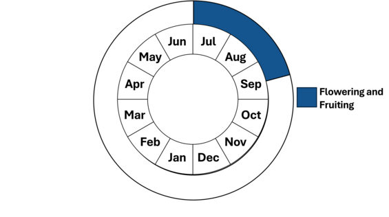 Graphic representation of life cycle, also described in text.