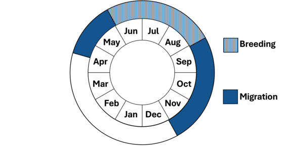 Graphic representation of life cycle, also described in text.
