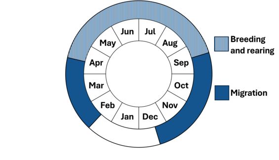 Graphic representation of life cycle, also described in text.