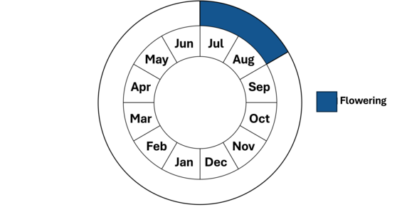 Graphic representation of life cycle, also described in text. 