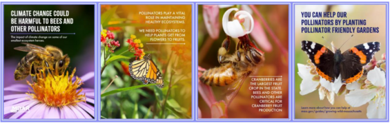 Pollinators Campaign Images