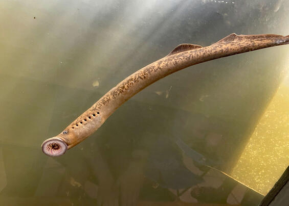 Sea lamprey