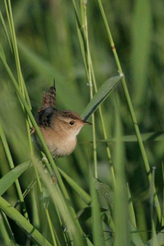 Sedge Wren in wetland grasses.