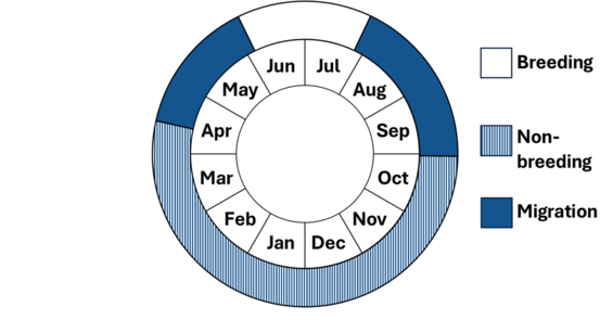 Graphic representation of life cycle, also described in text.