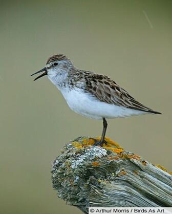 Semipalmated sandpiper