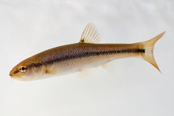 Creek chub