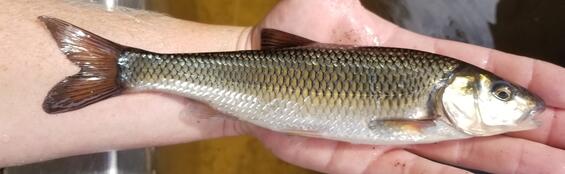 Fallfish