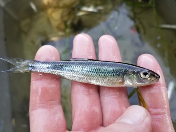Fallfish