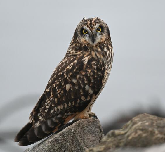 Short-eared owl