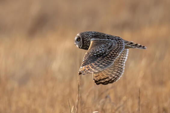 Short-eared owl in flight
