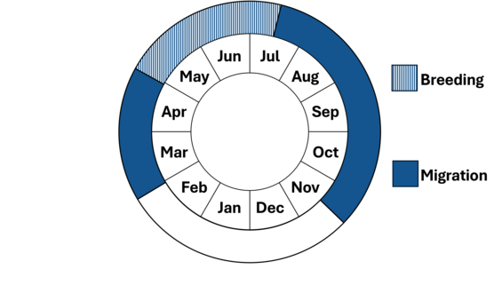 Graphic representation of life cycle, also described in text.