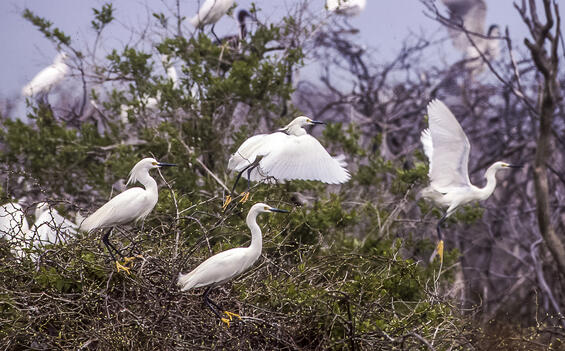 Snowy egrets