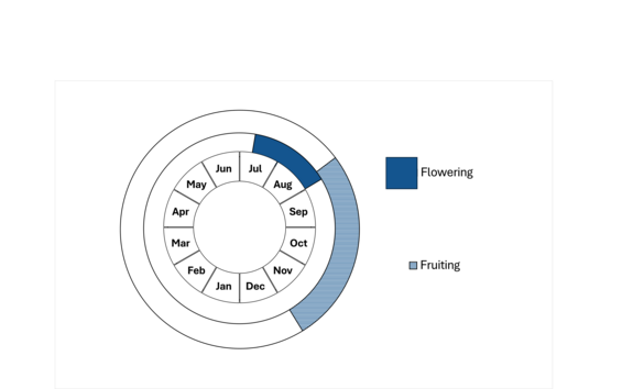 Graphic representation of life cycle, also described in text.