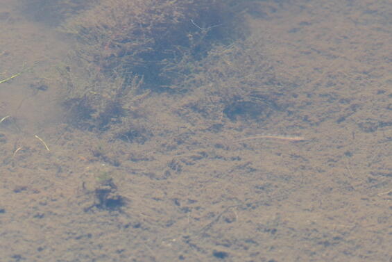 Swamp Darter